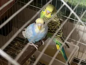 পোষা বাজিগার + জোড়া ডিল – বাড়ির জন্য প্রস্তুত – উত্তরা