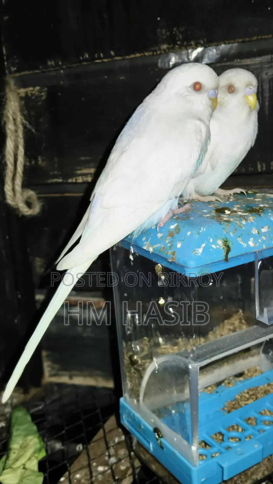 Budgerigar Albino