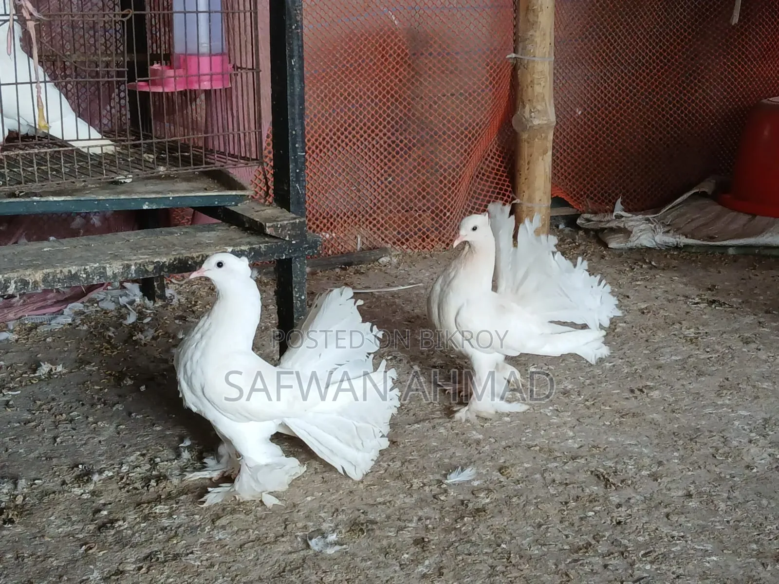 A pair of Lakha pigeons