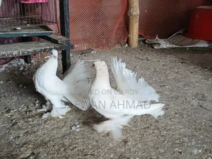 A pair of Lakha pigeons