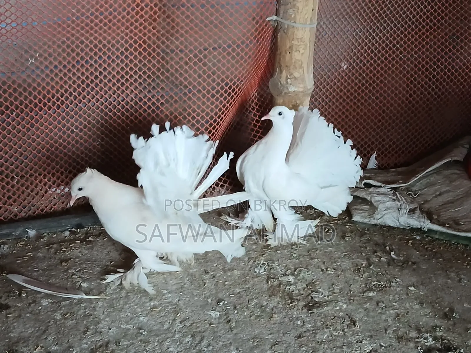 A pair of Lakha pigeons