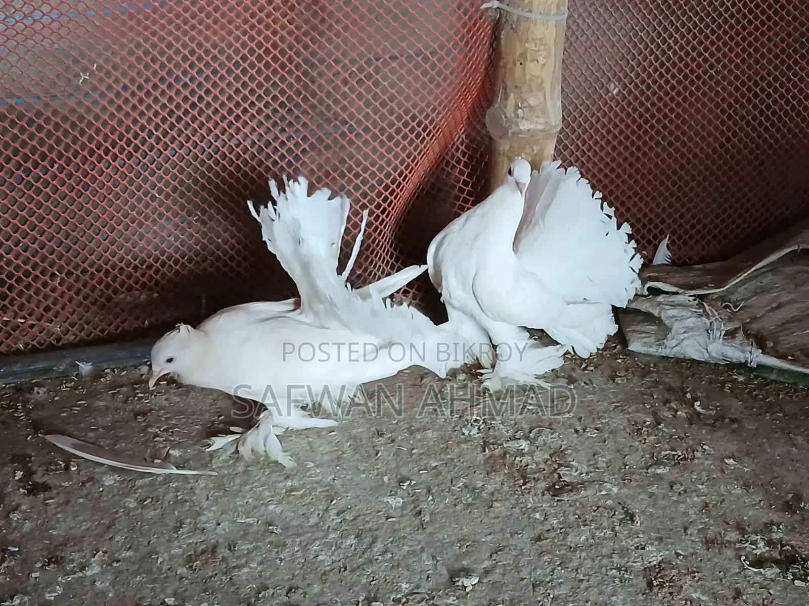 A pair of Lakha pigeons