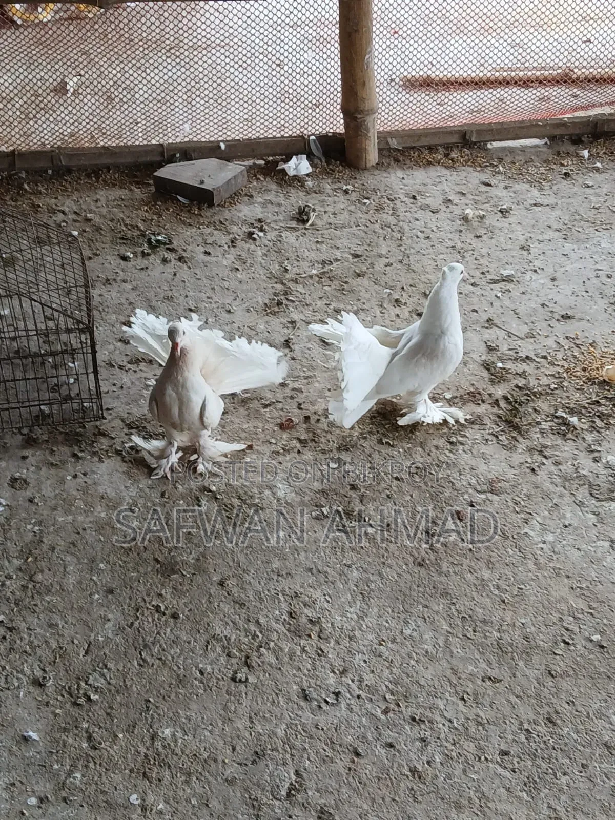 A pair of Lakha pigeons