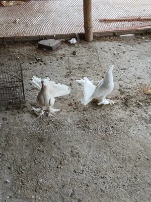 A pair of Lakha pigeons