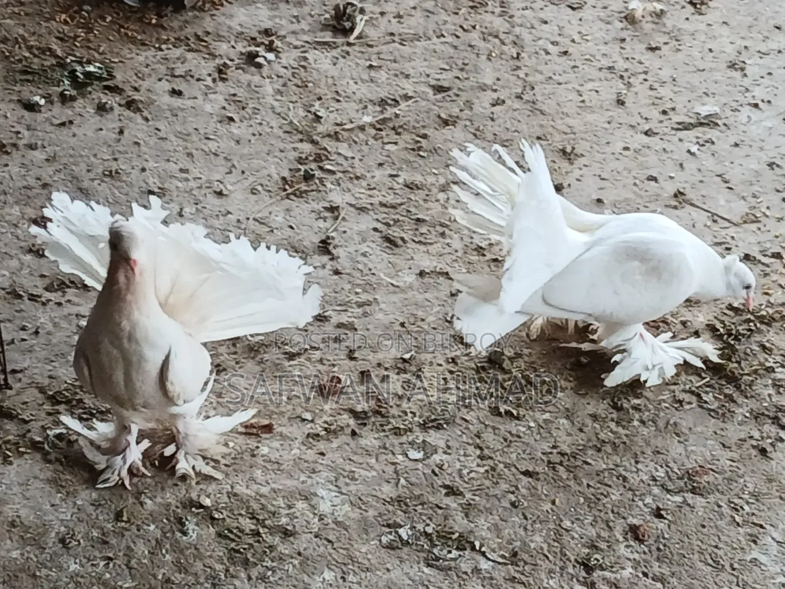 A pair of Lakha pigeons