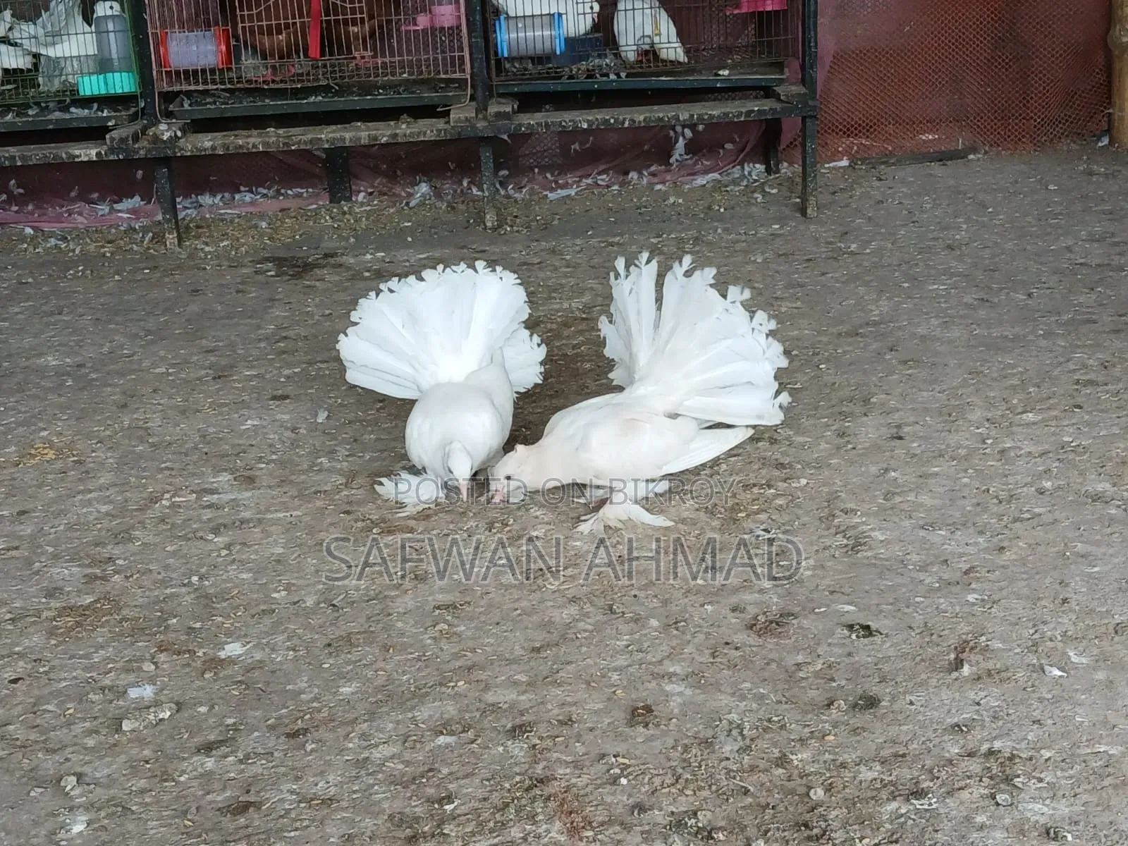A pair of Lakha pigeons