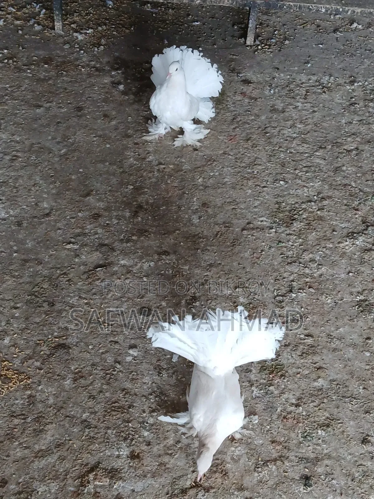 A pair of Lakha pigeons