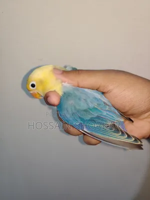 Violet Parakeet Offline Top Class Bird