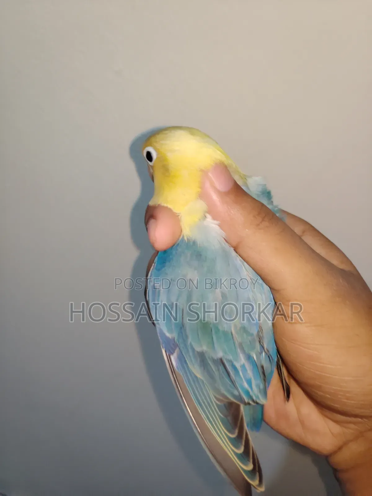 Violet Parakeet Offline Top Class Bird