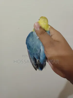 Violet Parakeet Offline Top Class Bird