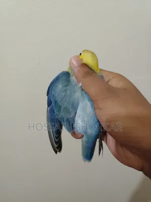 Violet Parakeet Offline Top Class Bird