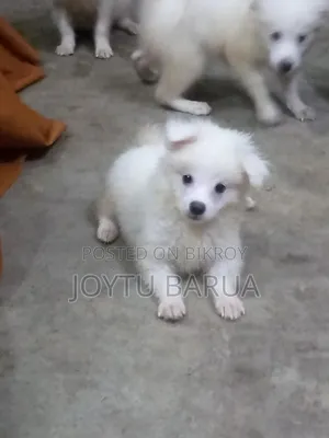 1-3 months Female Purebred Japanese Spitz