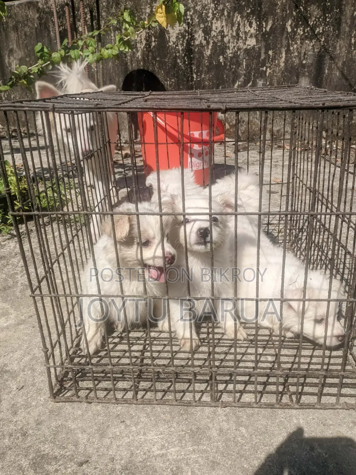 1-3 Months Female Purebred Japanese Spitz