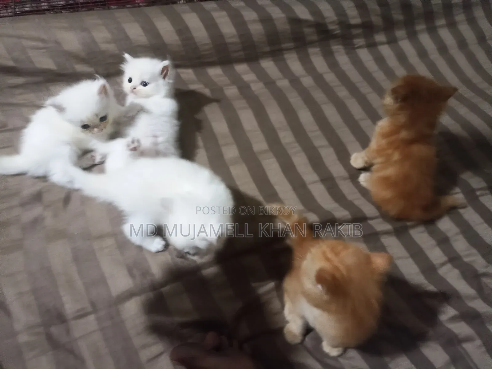 1-3 Months Female Purebred Persian