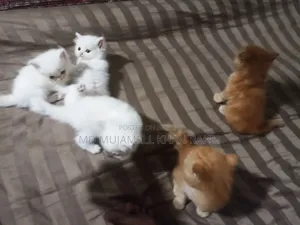 1-3 Months Female Purebred Persian
