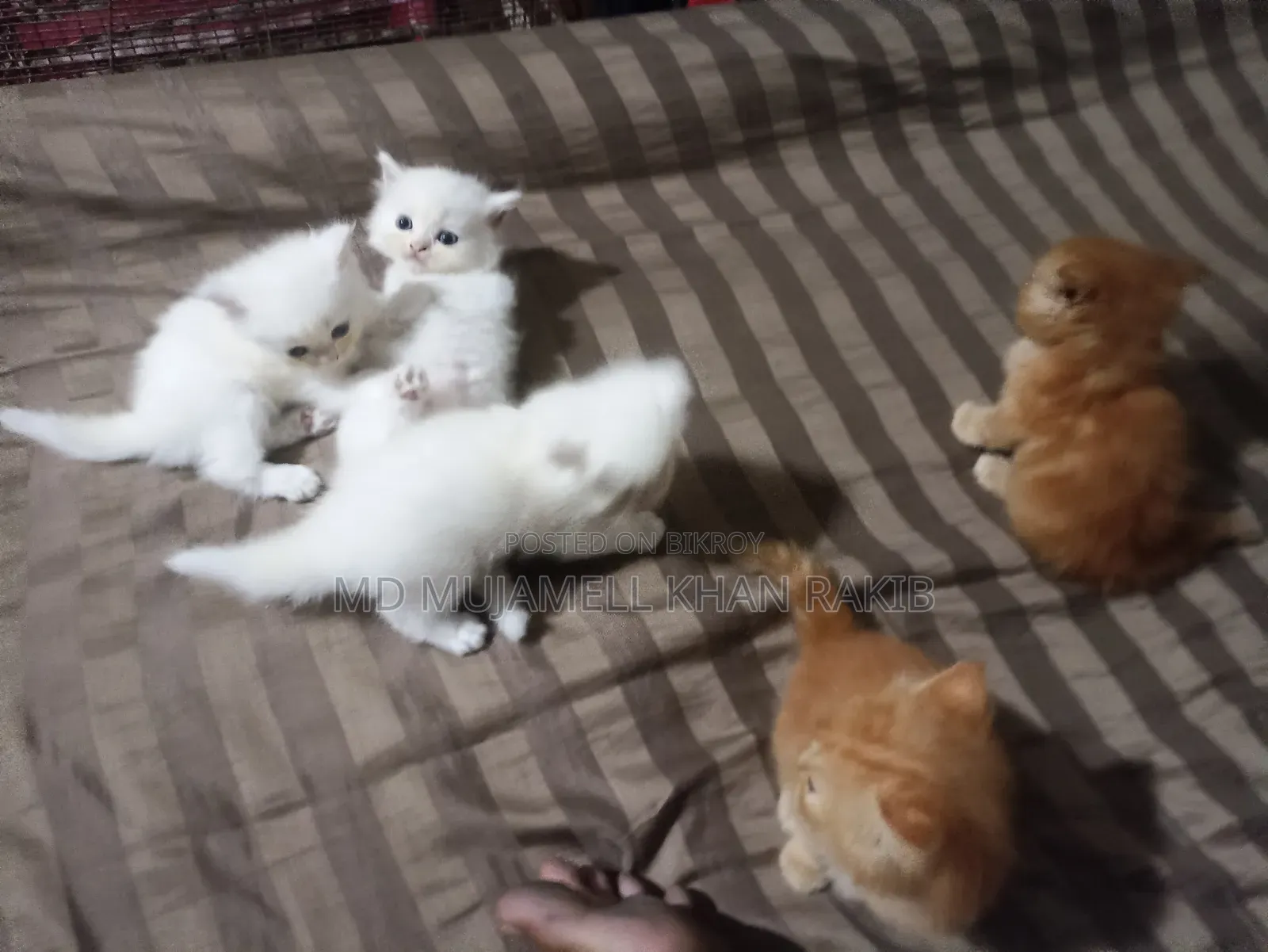 1-3 Months Female Purebred Persian