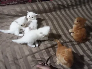 1-3 Months Female Purebred Persian