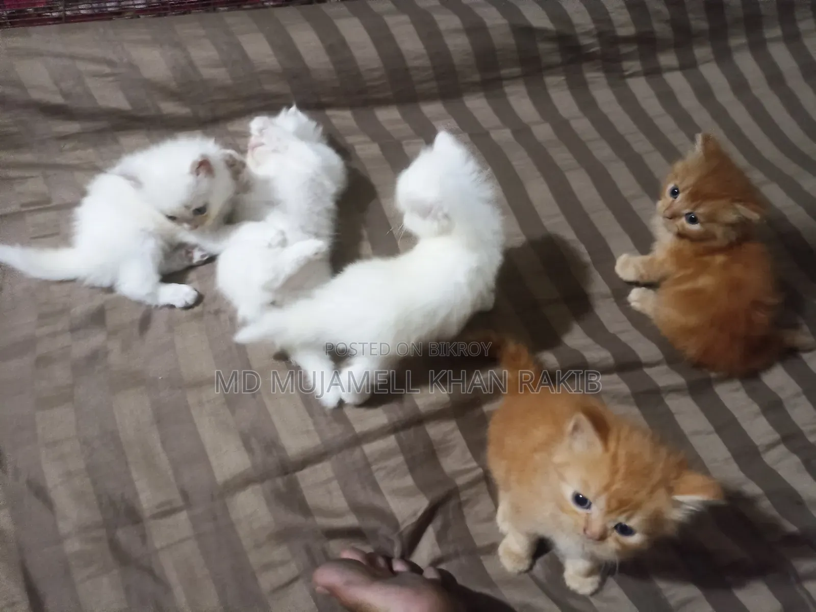 1-3 Months Female Purebred Persian