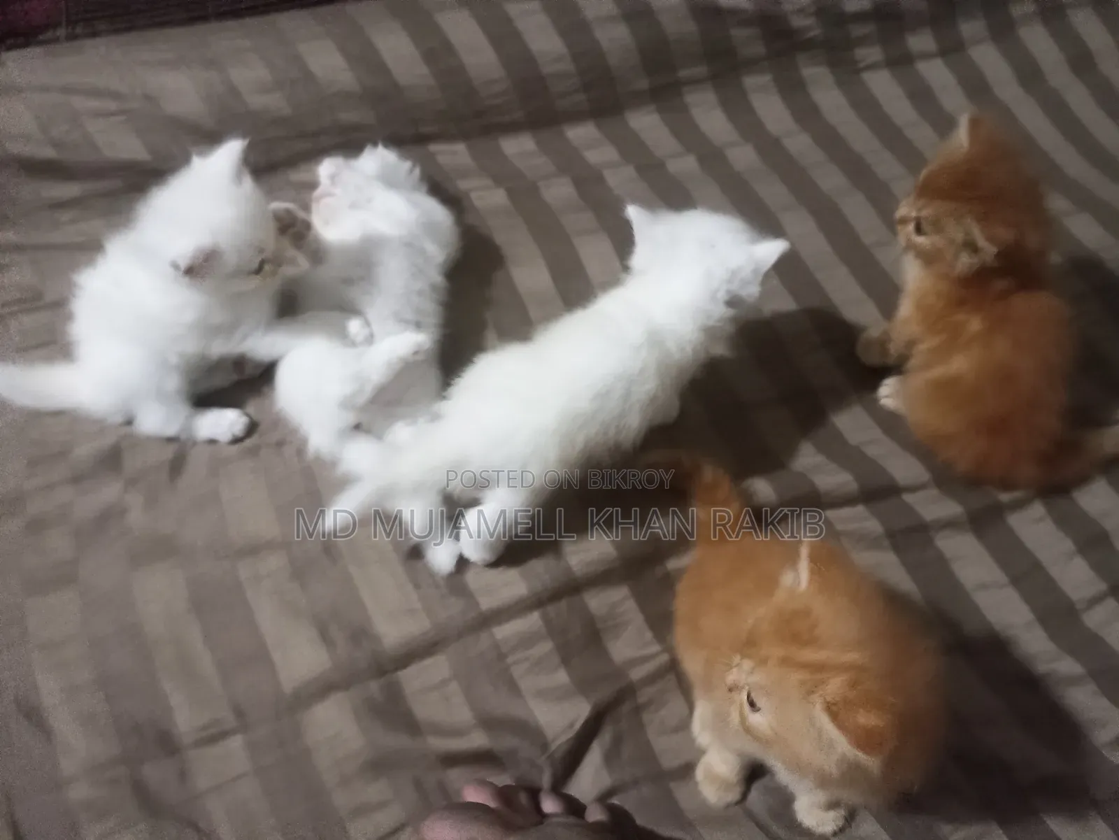 1-3 Months Female Purebred Persian