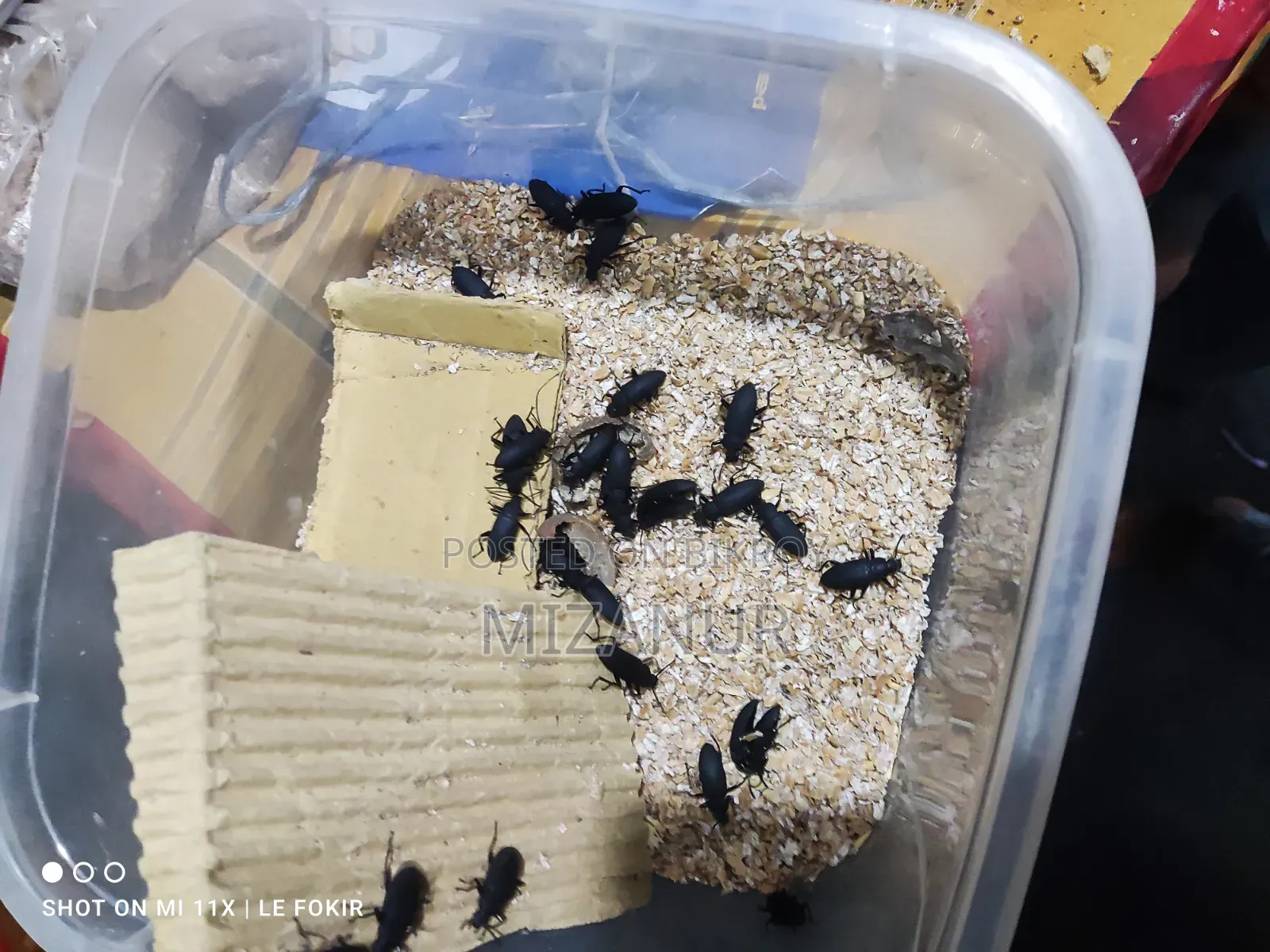 Beetle Mother