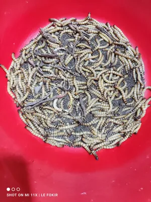 Beetle Mother