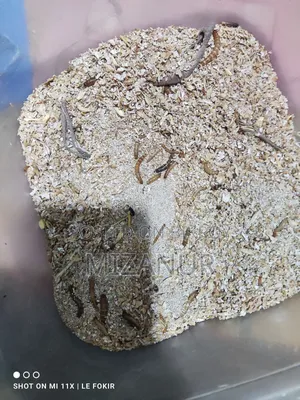 Beetle Mother
