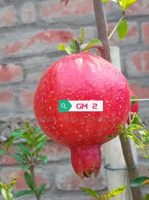 Pomegranate Saplings