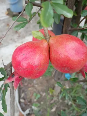 Pomegranate Saplings