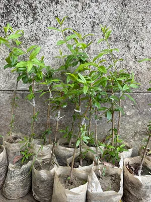 Pomegranate Saplings