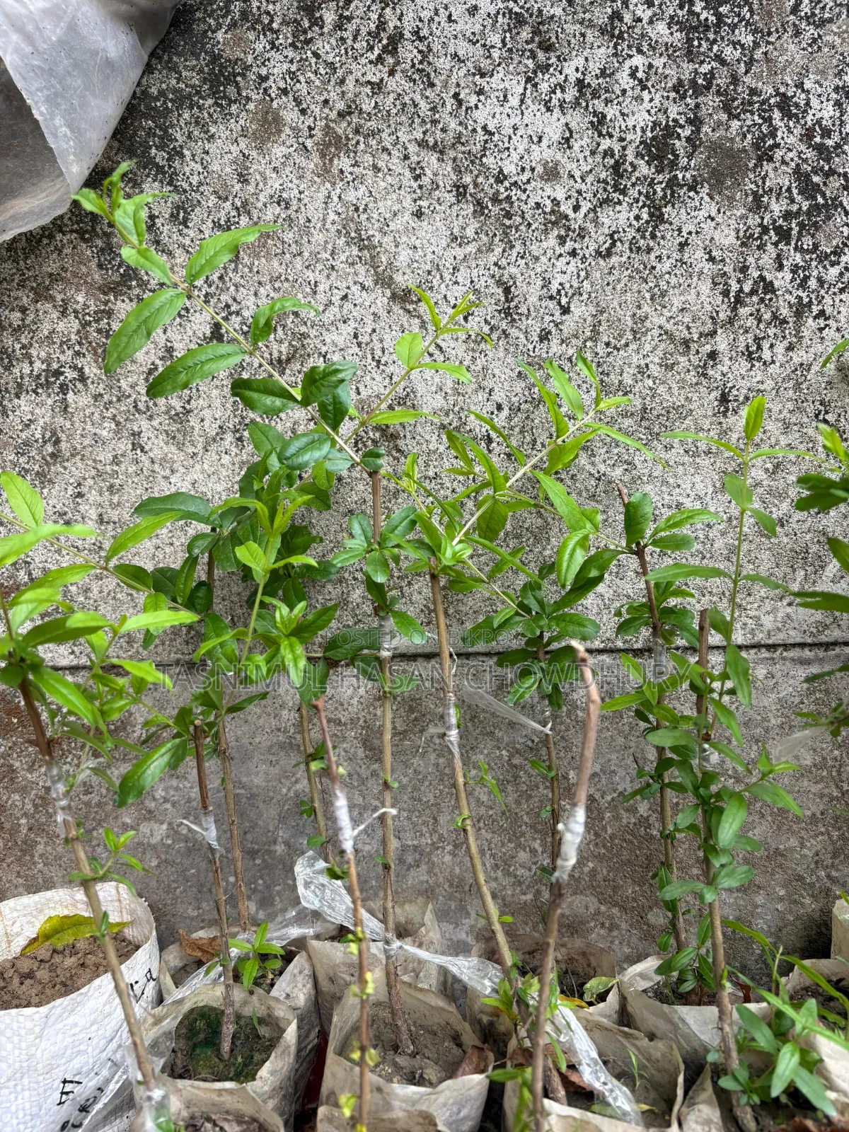 Pomegranate Saplings