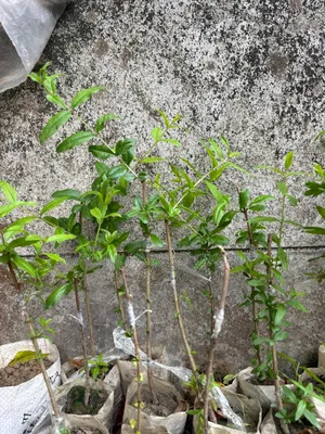 Pomegranate Saplings