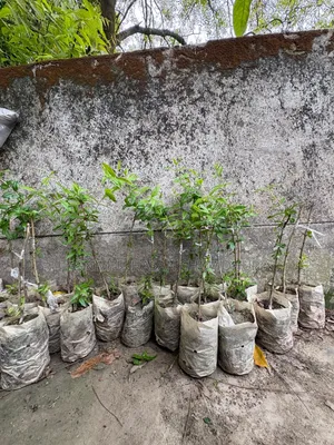 Pomegranate Saplings