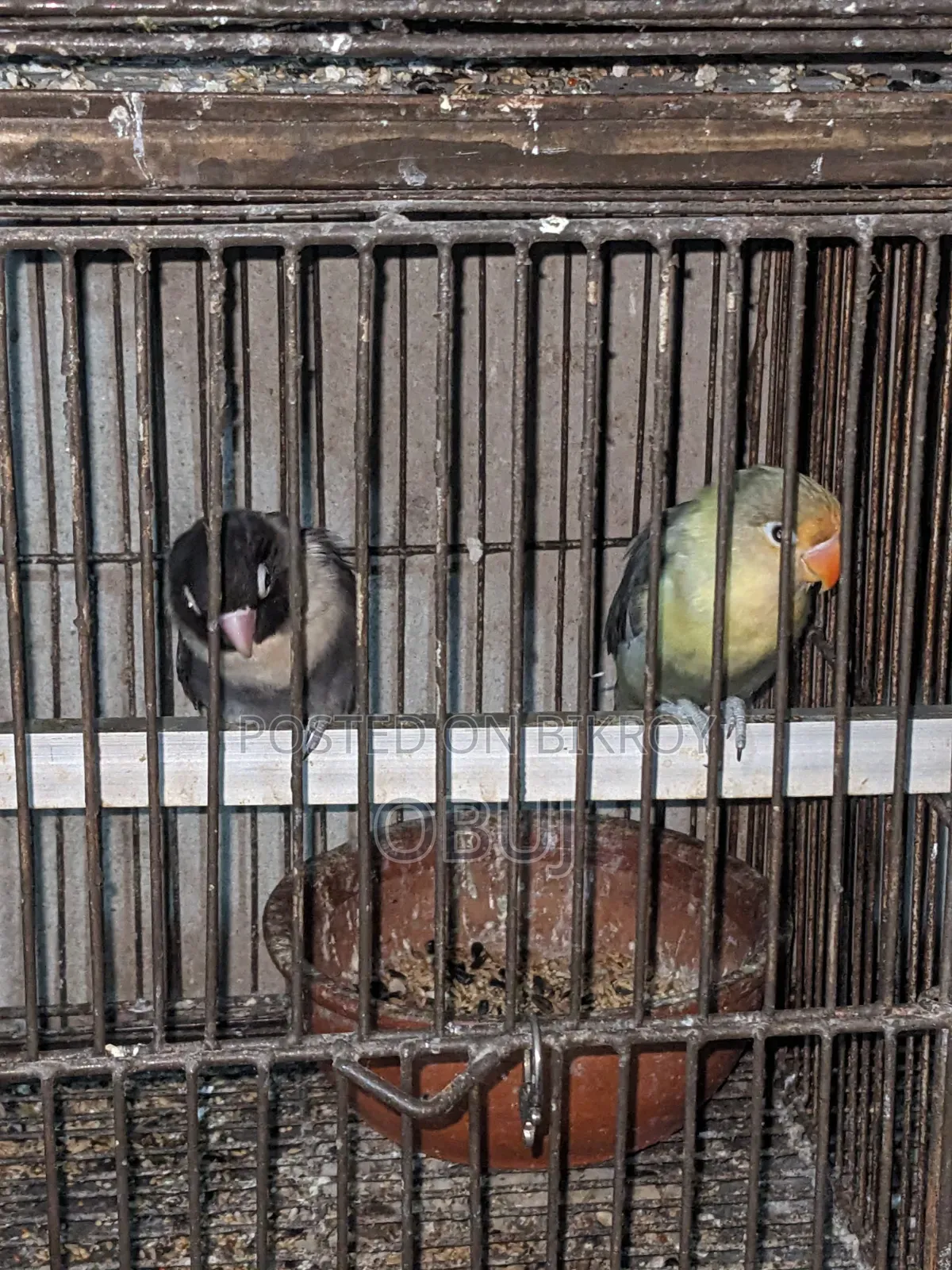 লাভ বার্ড পাখি