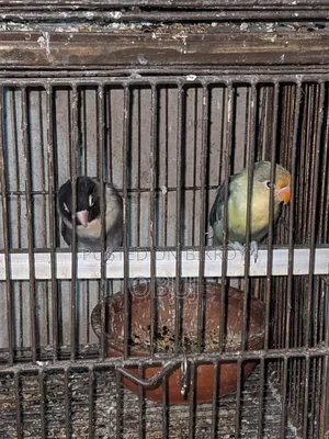 লাভ বার্ড পাখি