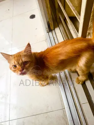 6-12 Months Male Purebred Persian