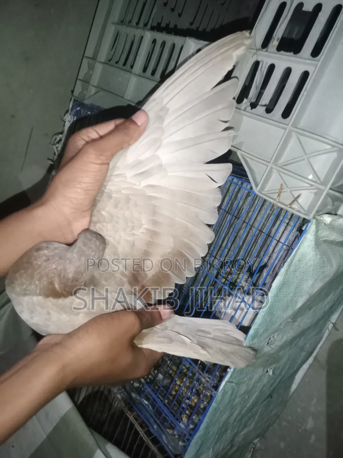 Giribaj Highflyer