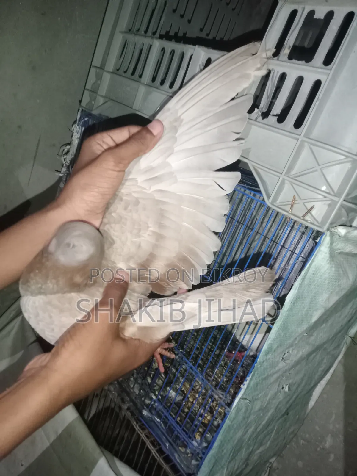 Giribaj Highflyer
