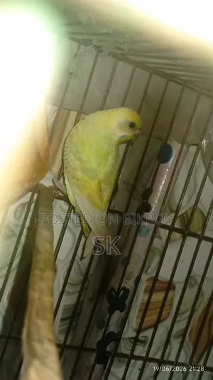 Budgerigar Bird