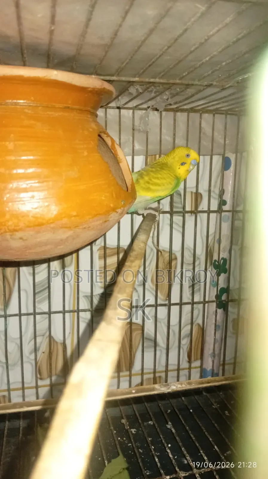 Budgerigar Bird