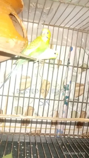 Budgerigar Bird