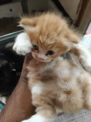 0-1 Month Female Purebred Persian