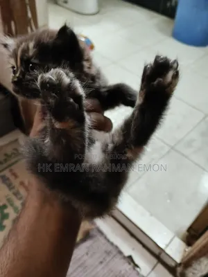 0-1 Month Female Purebred Persian