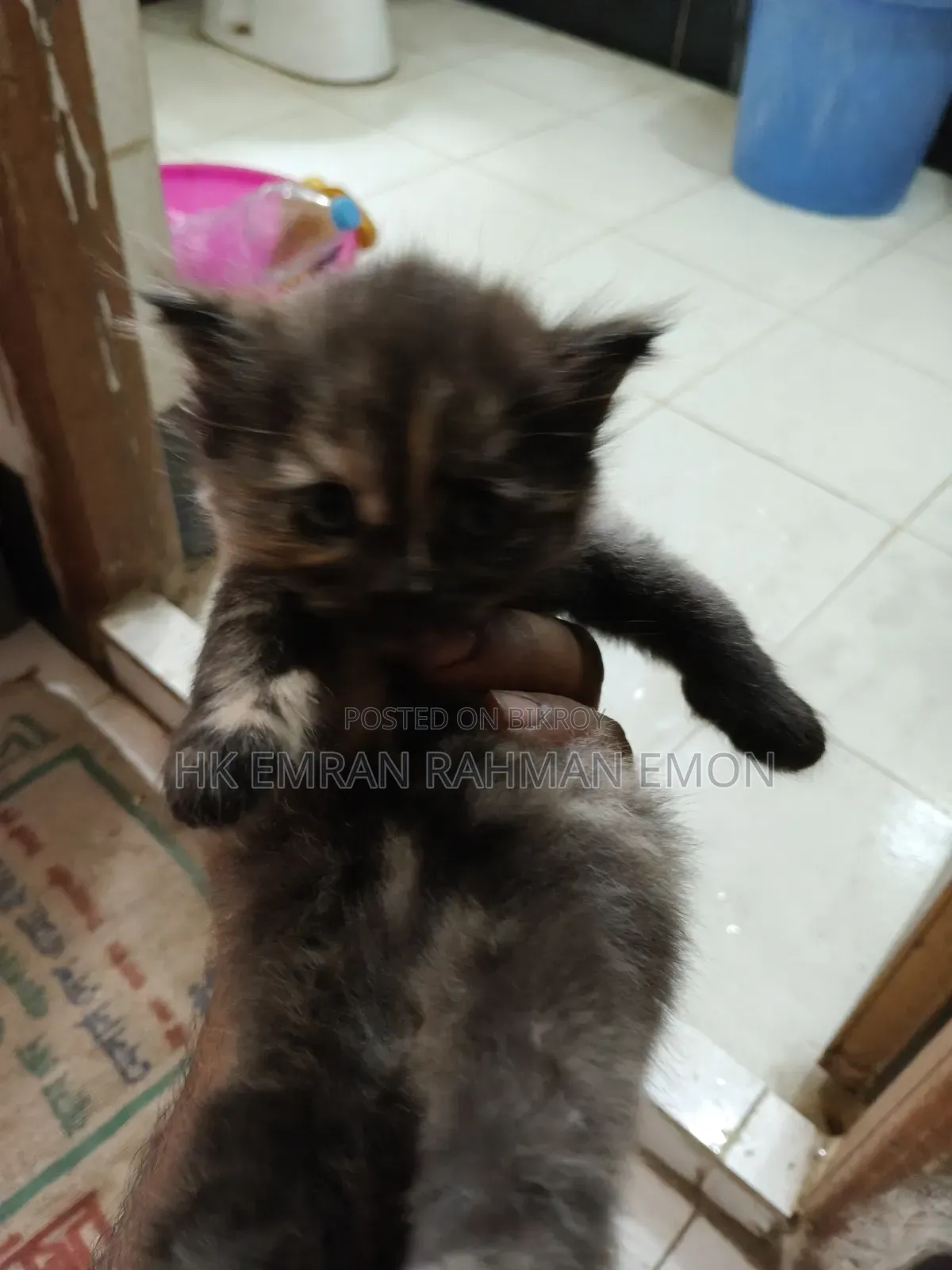 0-1 Month Female Purebred Persian