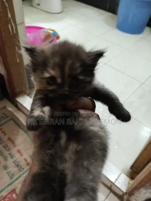 0-1 Month Female Purebred Persian
