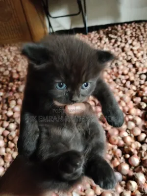 0-1 Month Female Purebred Persian