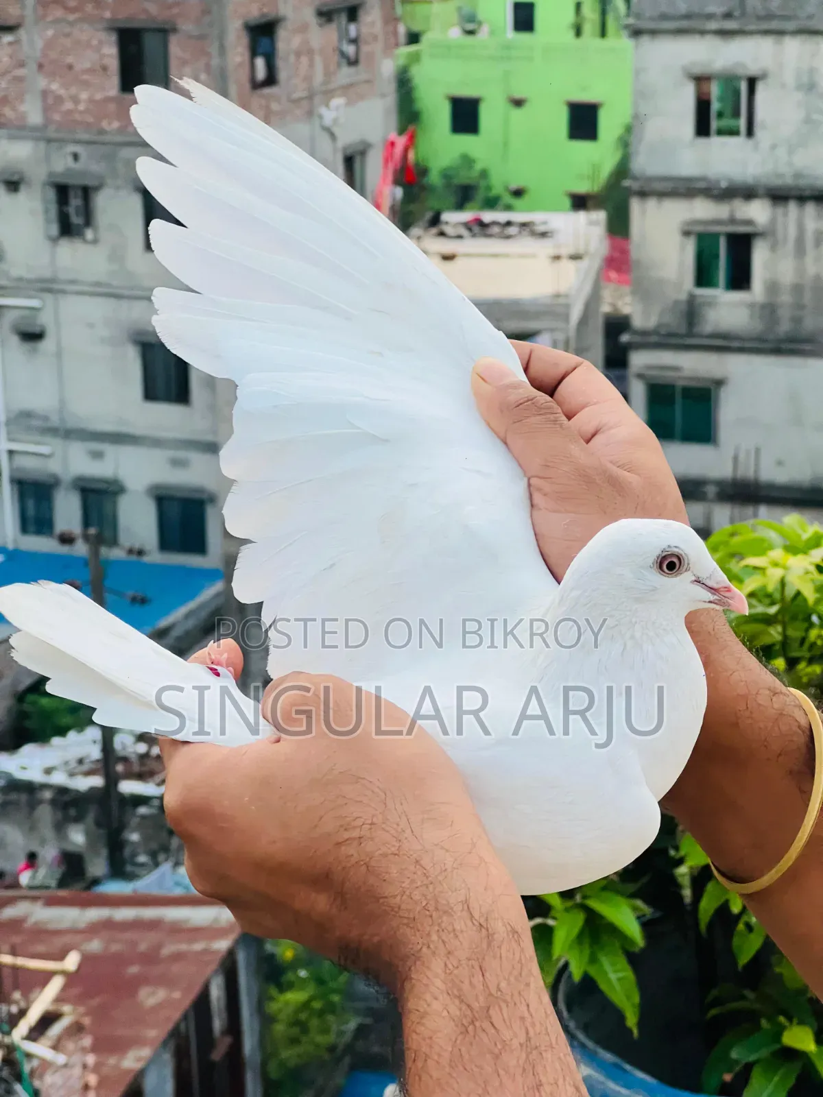 সাদা রেছার মাদি