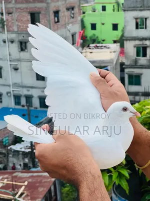সাদা রেছার মাদি
