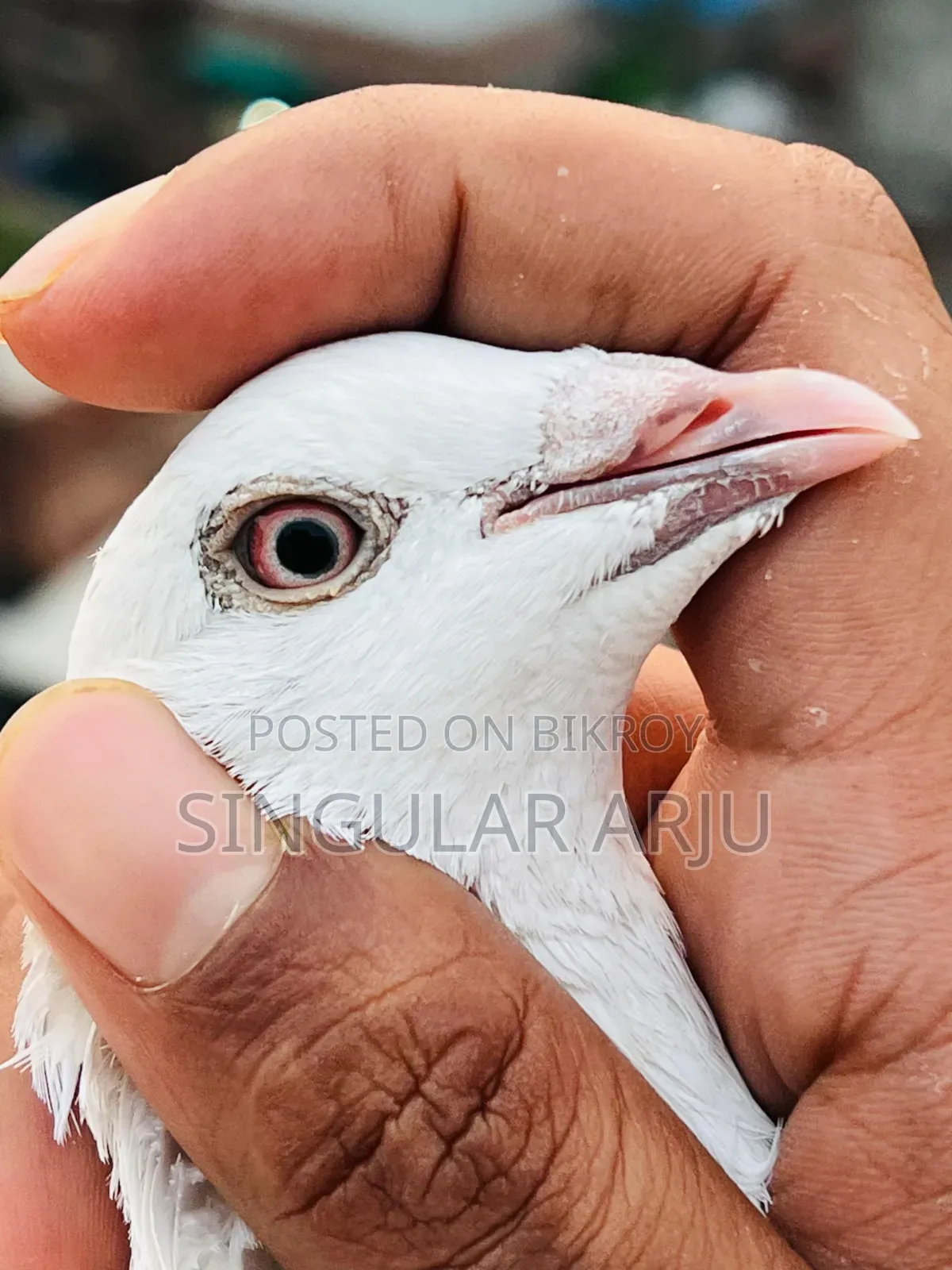 সাদা রেছার মাদি