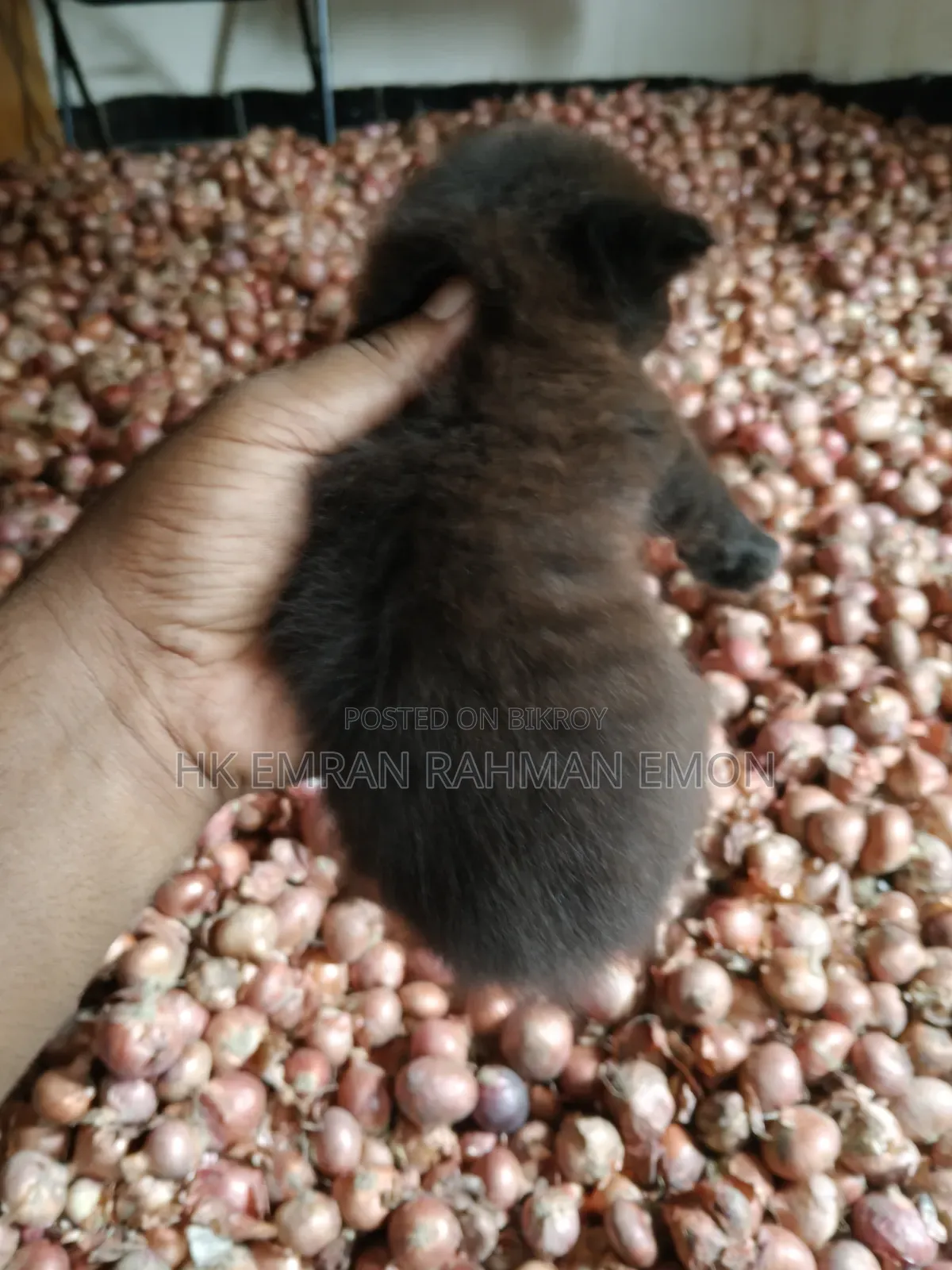 0-1 Month Female Purebred Persian