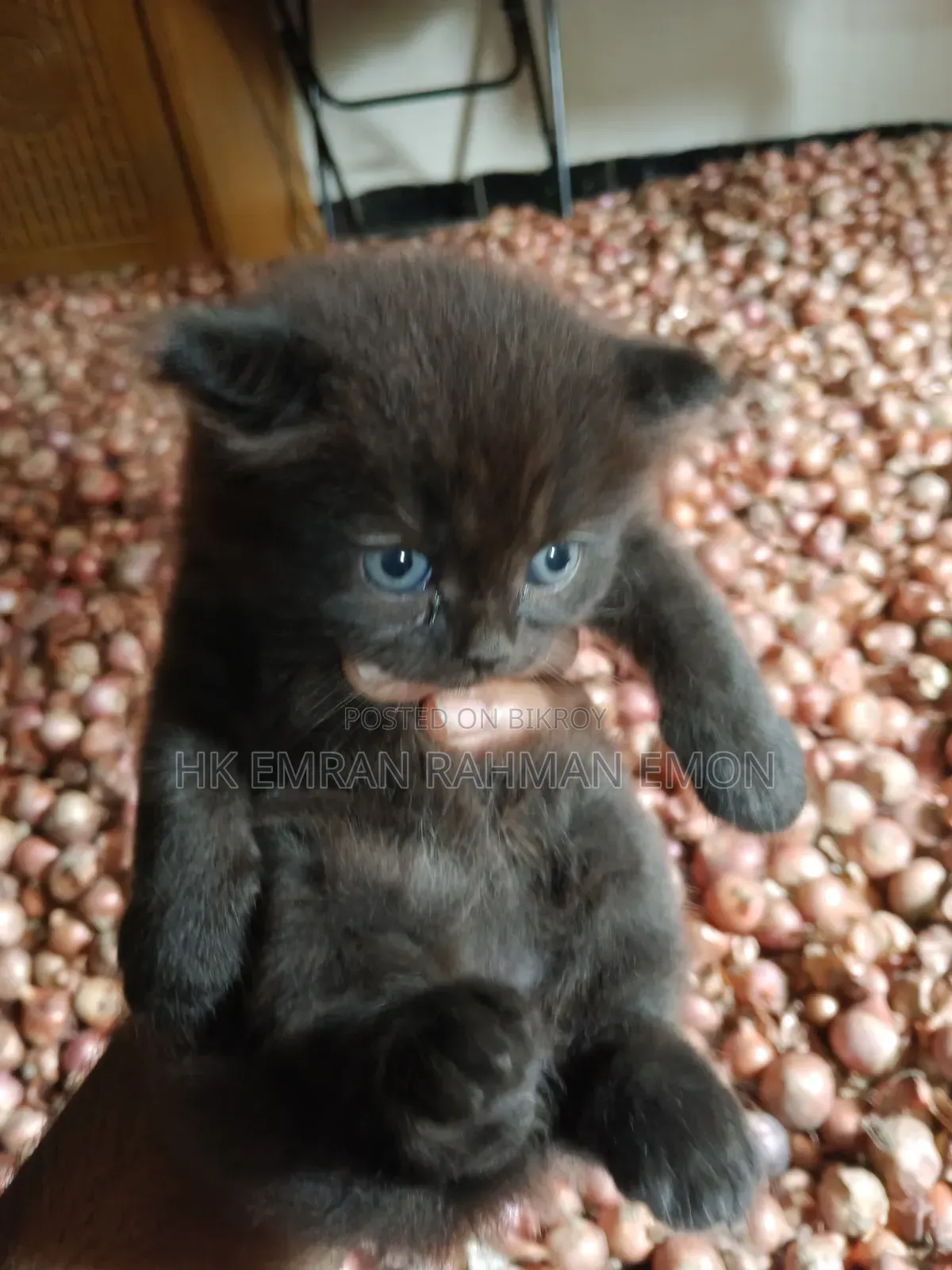 0-1 Month Female Purebred Persian